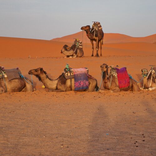 Camel caravan on the sand dunes in Sahara desert, Morocco